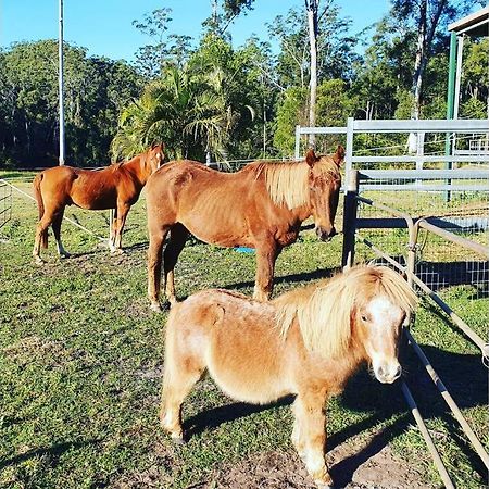 Cabin Country Retreat Paskins Farm Palmwoods Dış mekan fotoğraf