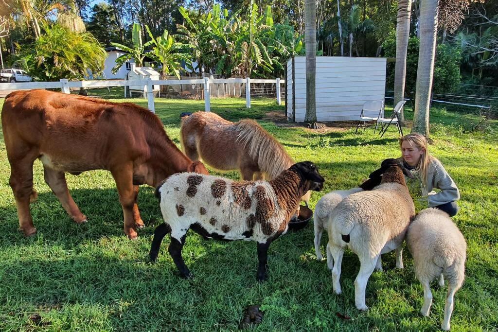 Cabin Country Retreat Paskins Farm Palmwoods Dış mekan fotoğraf